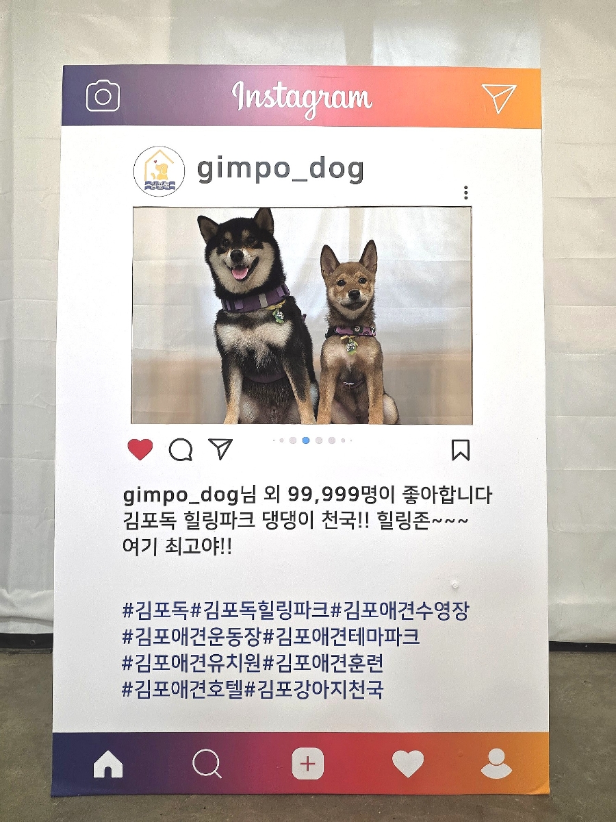 김포 애견카페 DOG힐링파크: 수영장·운동장 완비 — 사진 5