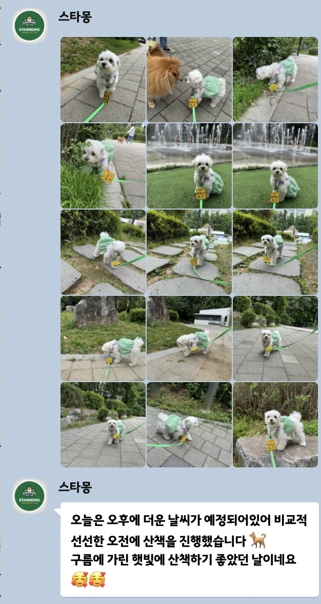 강남 애견유치원, 혼자 있는 강아지 위한 최고의 선택 — 사진 7
