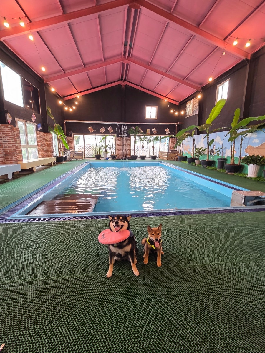 김포 애견카페 DOG힐링파크: 수영장·운동장 완비 — 사진 3
