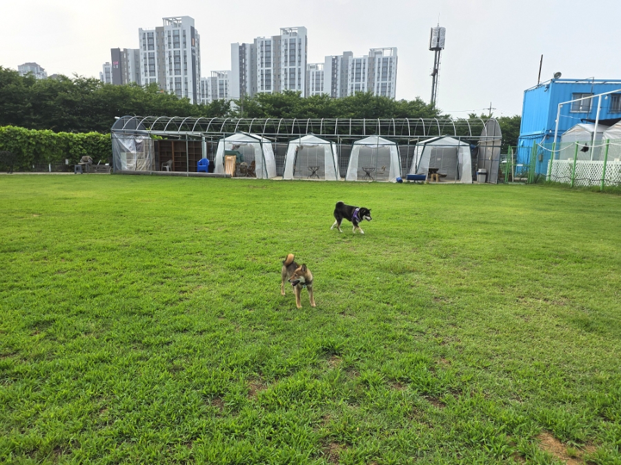 김포 애견카페 DOG힐링파크: 수영장·운동장 완비 — 사진 7