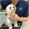 강남 애견유치원, 혼자 있는 강아지 위한 최고의 선택