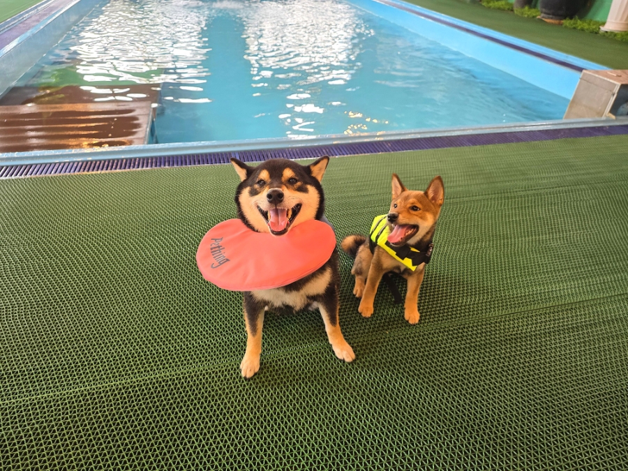 김포 애견카페 DOG힐링파크: 수영장·운동장 완비 — 사진 9
