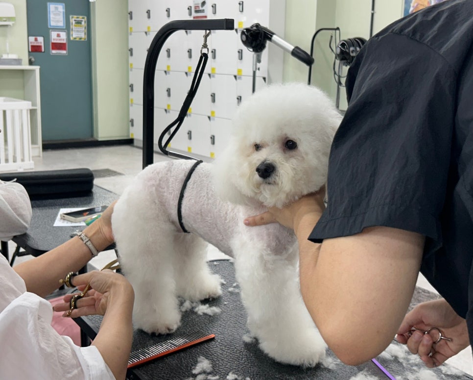고양 애견미용학원, 행동교정까지 배우는 장학지원반 — 사진 3