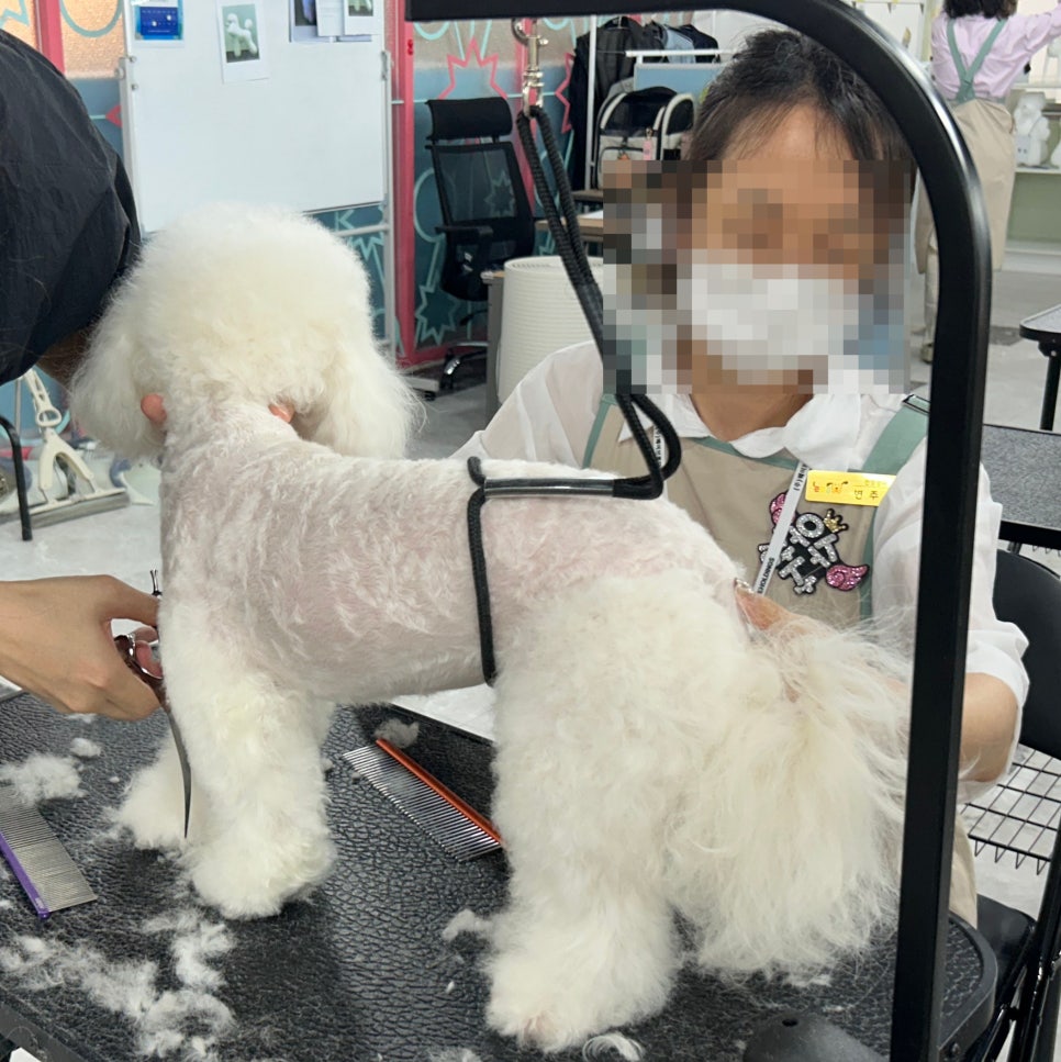 고양 애견미용학원, 행동교정까지 배우는 장학지원반 — 사진 2