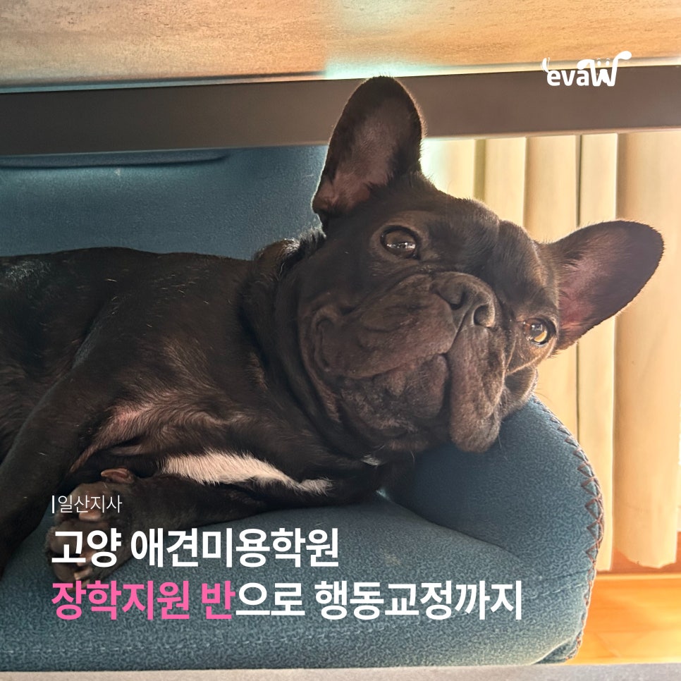 고양 애견미용학원, 행동교정까지 배우는 장학지원반