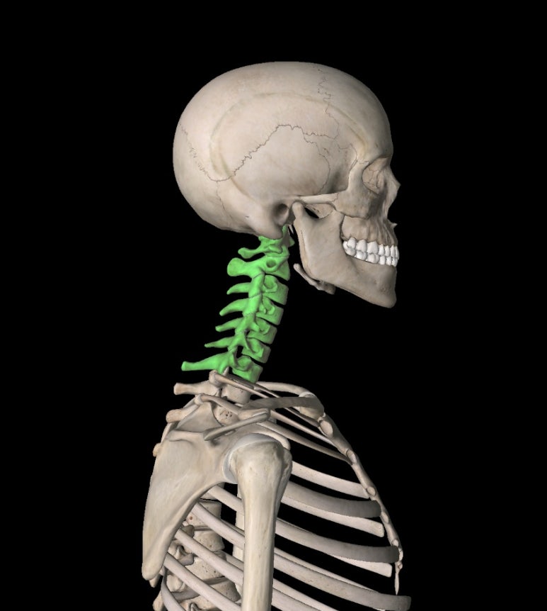 목뼈 경추 cervical vertebra 위치 구조 기능 통증 사례 : 네이버 블로그
