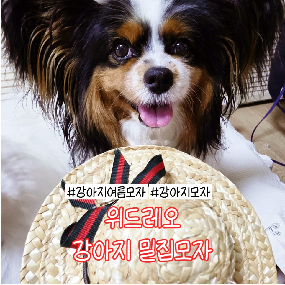 위드레오 강아지 밀짚모자, 여름 산책룩 완성템 — 사진 2