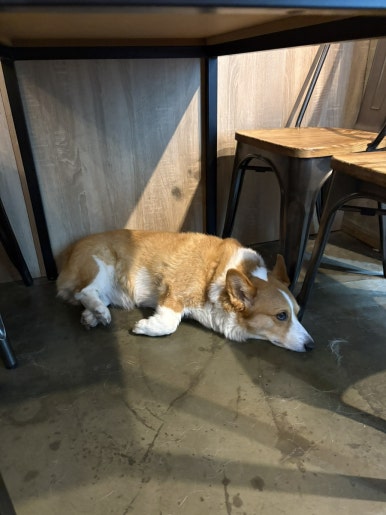 숭늉이네 사진 8