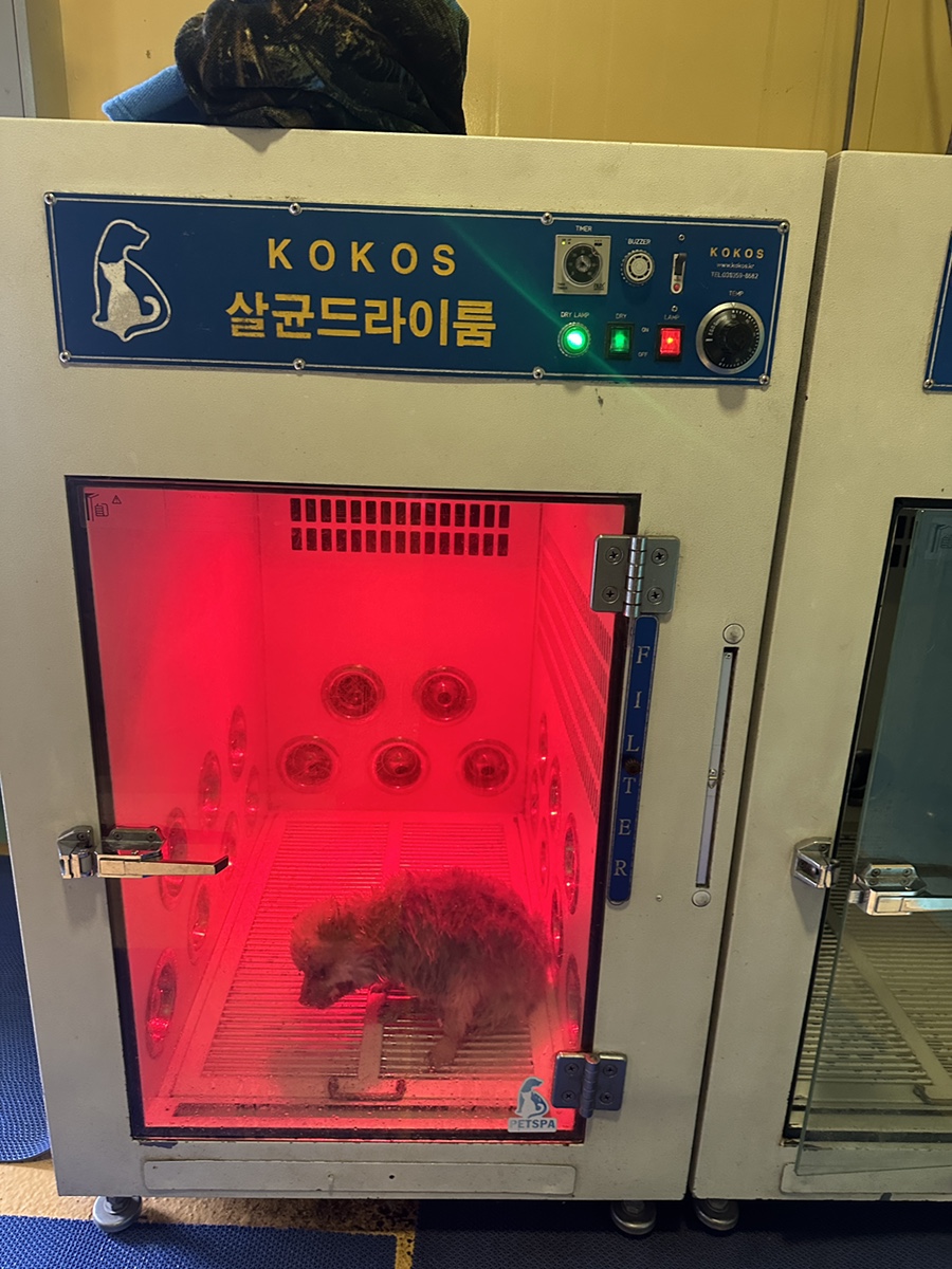 김포독힐링파크 강아지 수영장·운동장 완벽 후기 — 사진 15