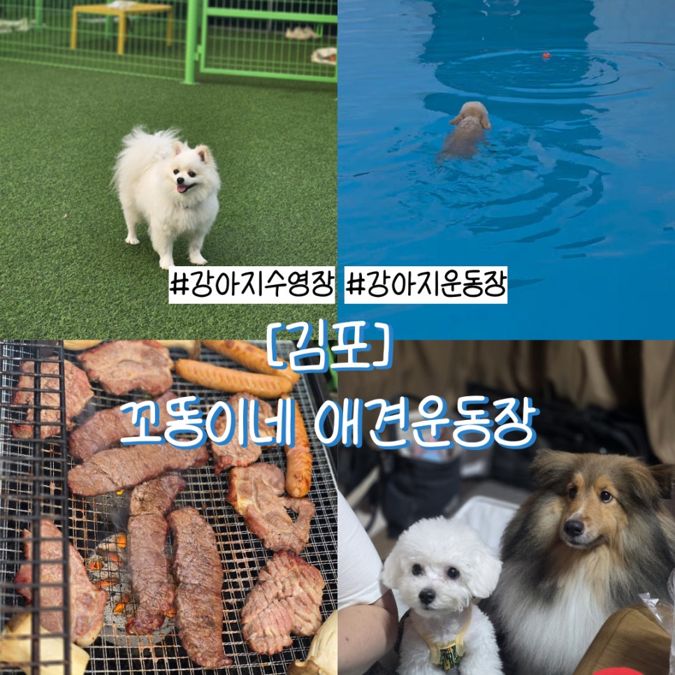 김포 꼬똥이네 애견운동장 여름 밤 바베큐 & 수영 코스