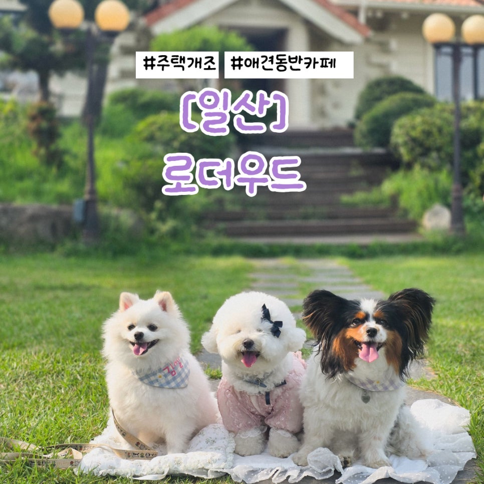 고양 애견동반카페 로더우드, 야외 동반 후기