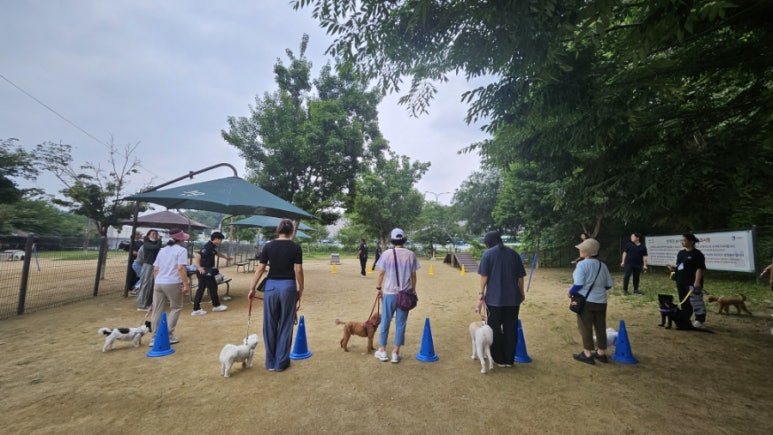 강아지 강아지 산책 훈련: 앞섬 방지 리더십 교육
