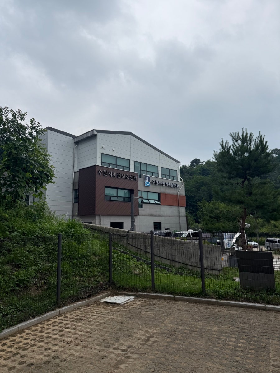 강아지 산책 훈련: 앞섬 방지 리더십 교육 — 사진 2