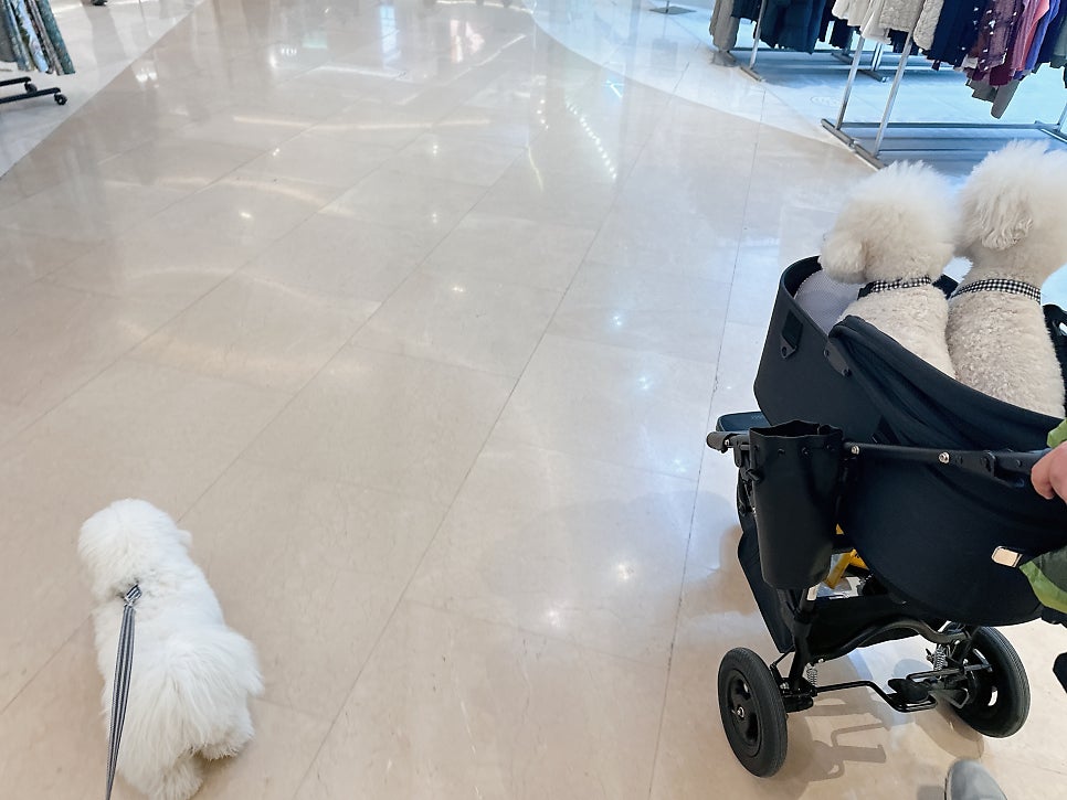 하남 스타필드 애견동반 쇼핑몰, 반려견 놀이터 후기 — 사진 2