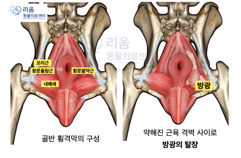 강아지 회음부 탈장 수술, 송파 리움동물의료센터 후기 — 사진 2