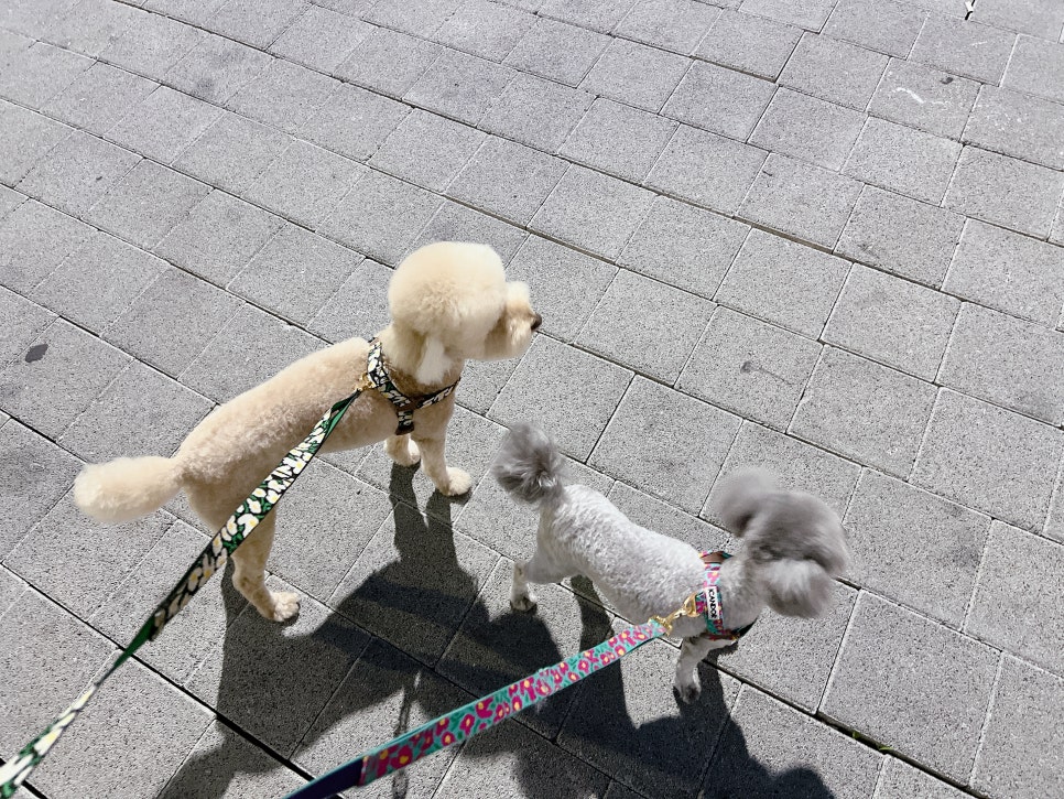 김포 푸들 미용 스타일, 토이푸들 짧은 커트 비용 및 후기 — 사진 14