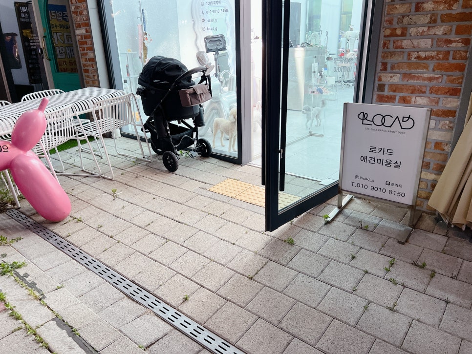 김포 푸들 미용 스타일, 토이푸들 짧은 커트 비용 및 후기 — 사진 11