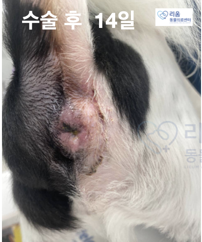 강아지 회음부 탈장 수술, 송파 리움동물의료센터 후기 — 사진 8