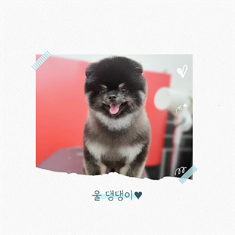 광주 강아지 미용학원, 비용부터 커리큘럼까지 완벽 분석 — 사진 2