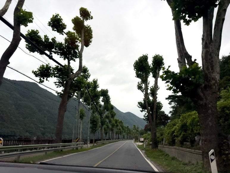 솔밭공원식당 이미지