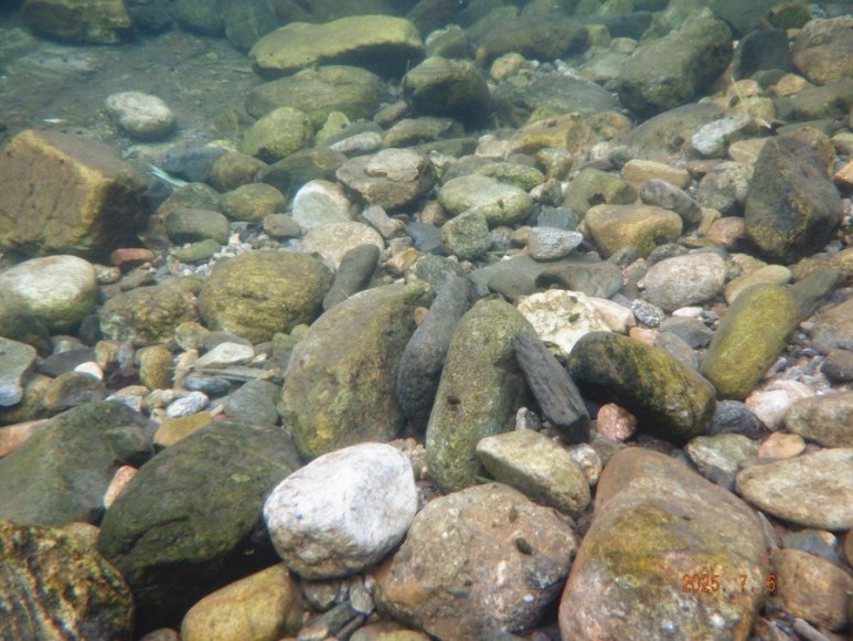 솔밭공원식당 이미지