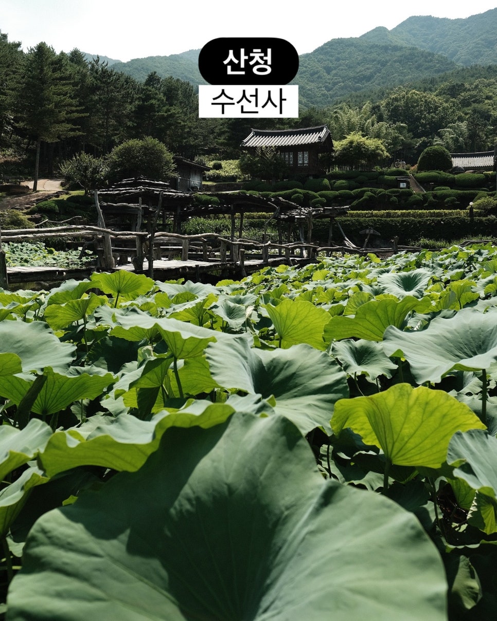 7월 경상남도 산청 연잎 가득한 연못 정원이 아름다운 수선사 여행 : 네이버 블로그