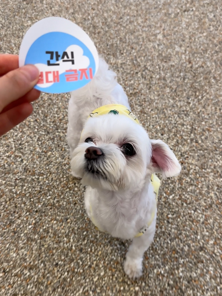 동탄 애견카페, 소형견 대형견 분리된 300평 규모 — 사진 15