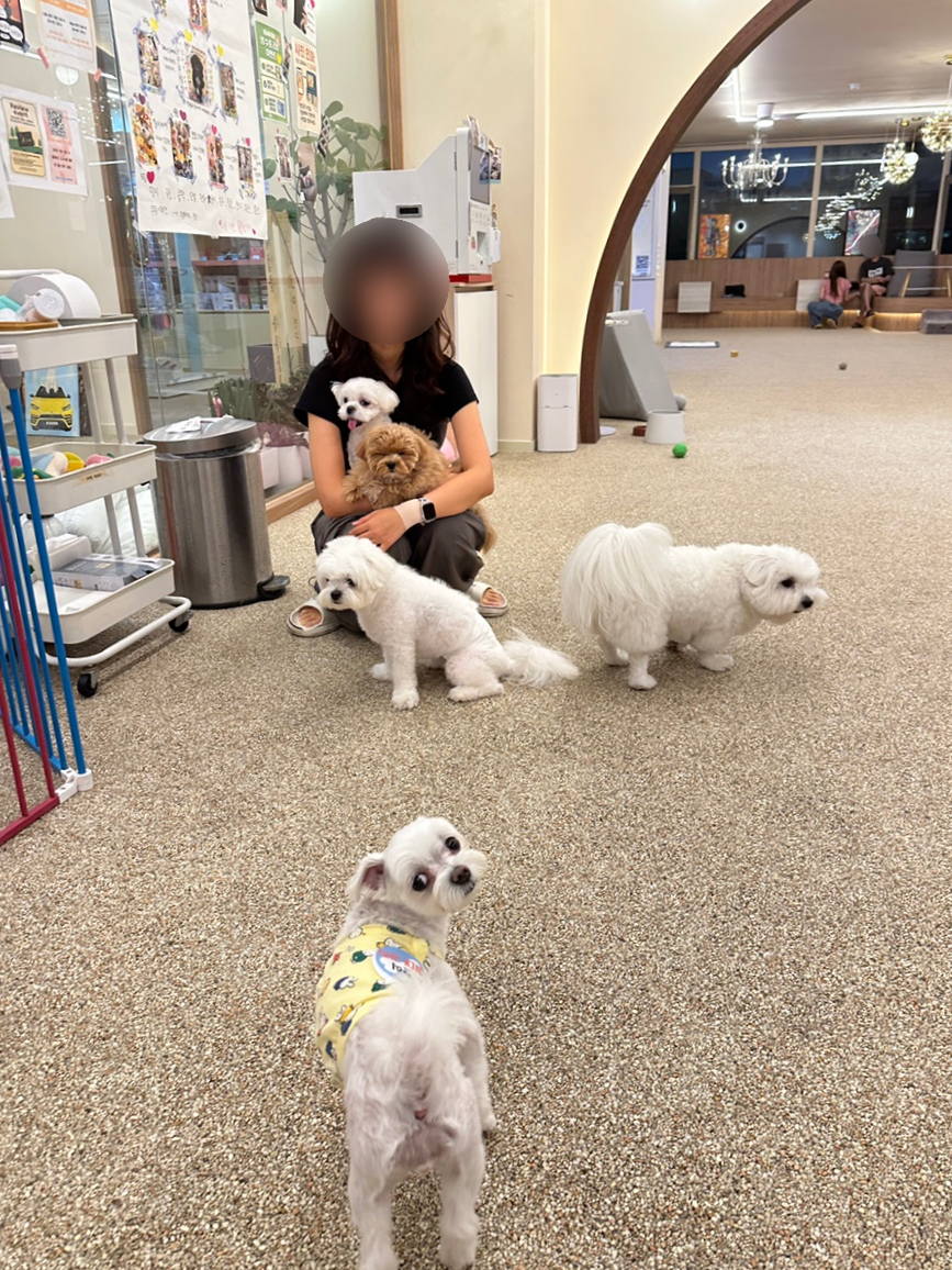 동탄 애견카페, 소형견 대형견 분리된 300평 규모 — 사진 18