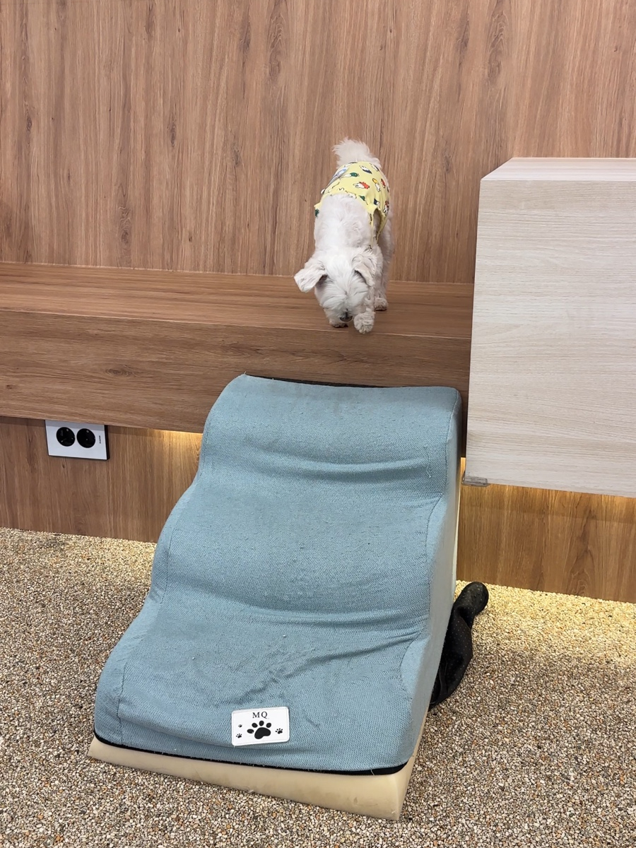 동탄 애견카페, 소형견 대형견 분리된 300평 규모 — 사진 10