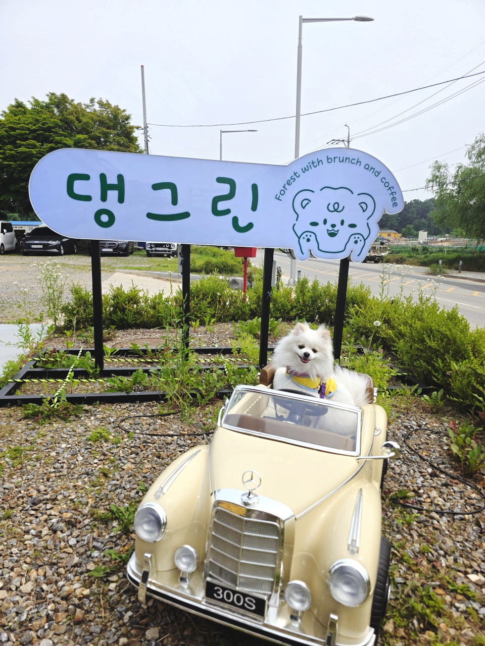 김포 댕그린 애견카페: 미니풀장 신설 및 신메뉴 후기 — 사진 13
