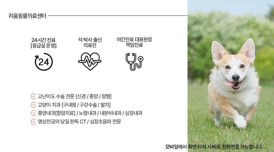 강아지 회음부 탈장 수술, 송파 리움동물의료센터 후기 — 사진 10