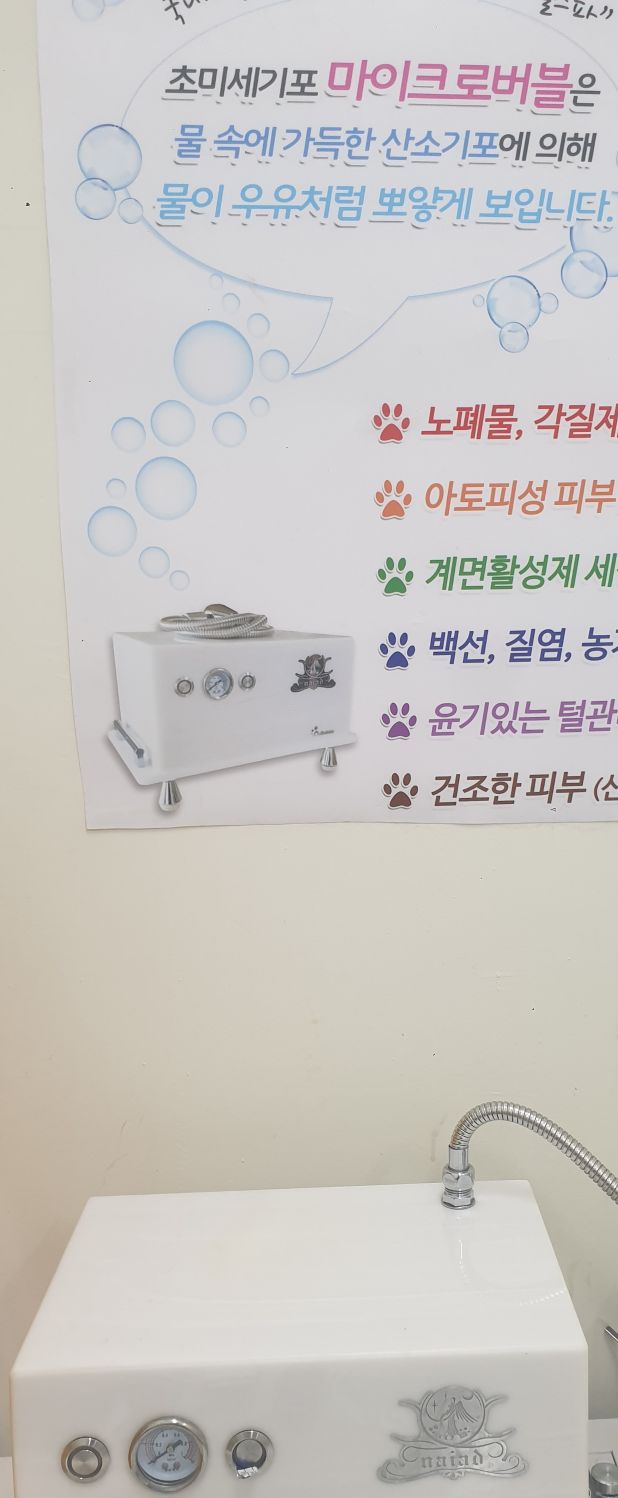 강남 고양이 미용: 맞춤 케어와 힐링 스파 경험 — 사진 3