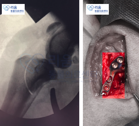 강아지 전십자인대 파열, TPLO 수술 비용과 회복 과정 — 사진 7