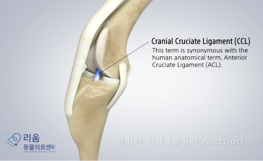 강아지 전십자인대 파열, TPLO 수술 비용과 회복 과정 — 사진 2