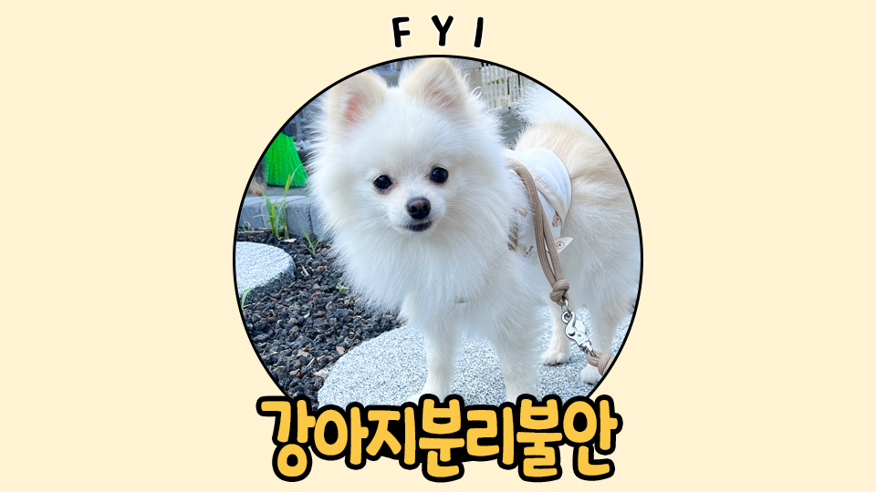 강아지 분리불안, 훈련으로 극복하는 방법과 후기