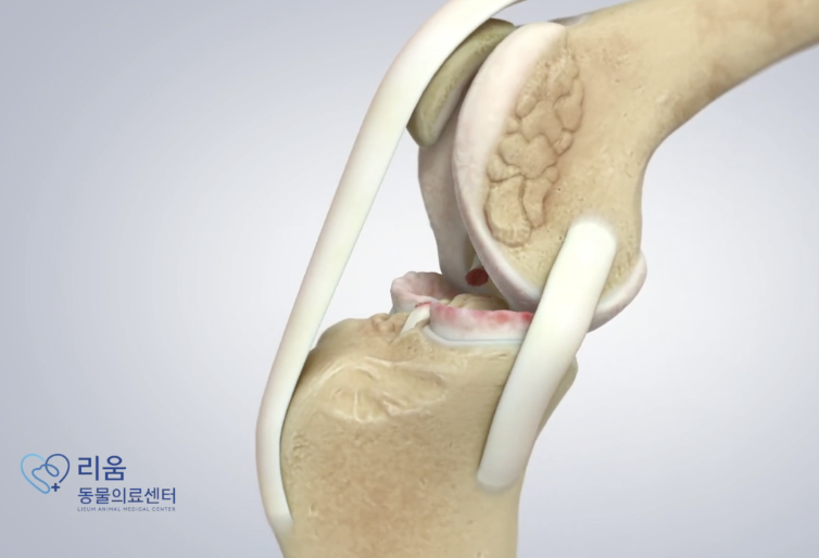 강아지 전십자인대 파열, TPLO 수술 비용과 회복 과정 — 사진 4