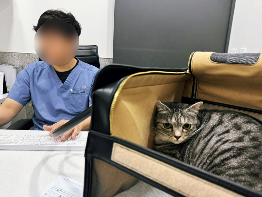 고양이 스케일링 비용 및 치아 관리, 일산 탑케어의료원 후기 — 사진 3