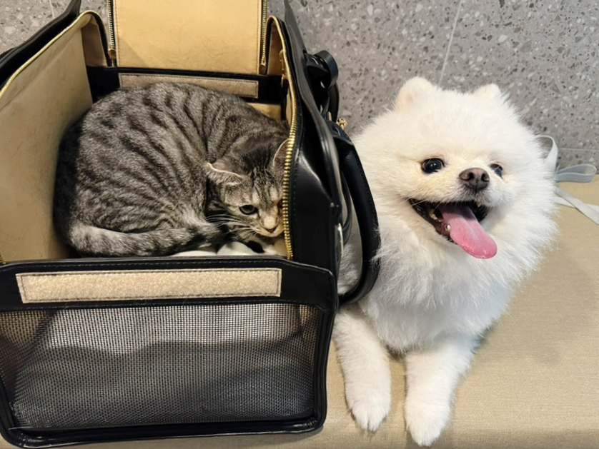 고양이 스케일링 비용 및 치아 관리, 일산 탑케어의료원 후기 — 사진 2