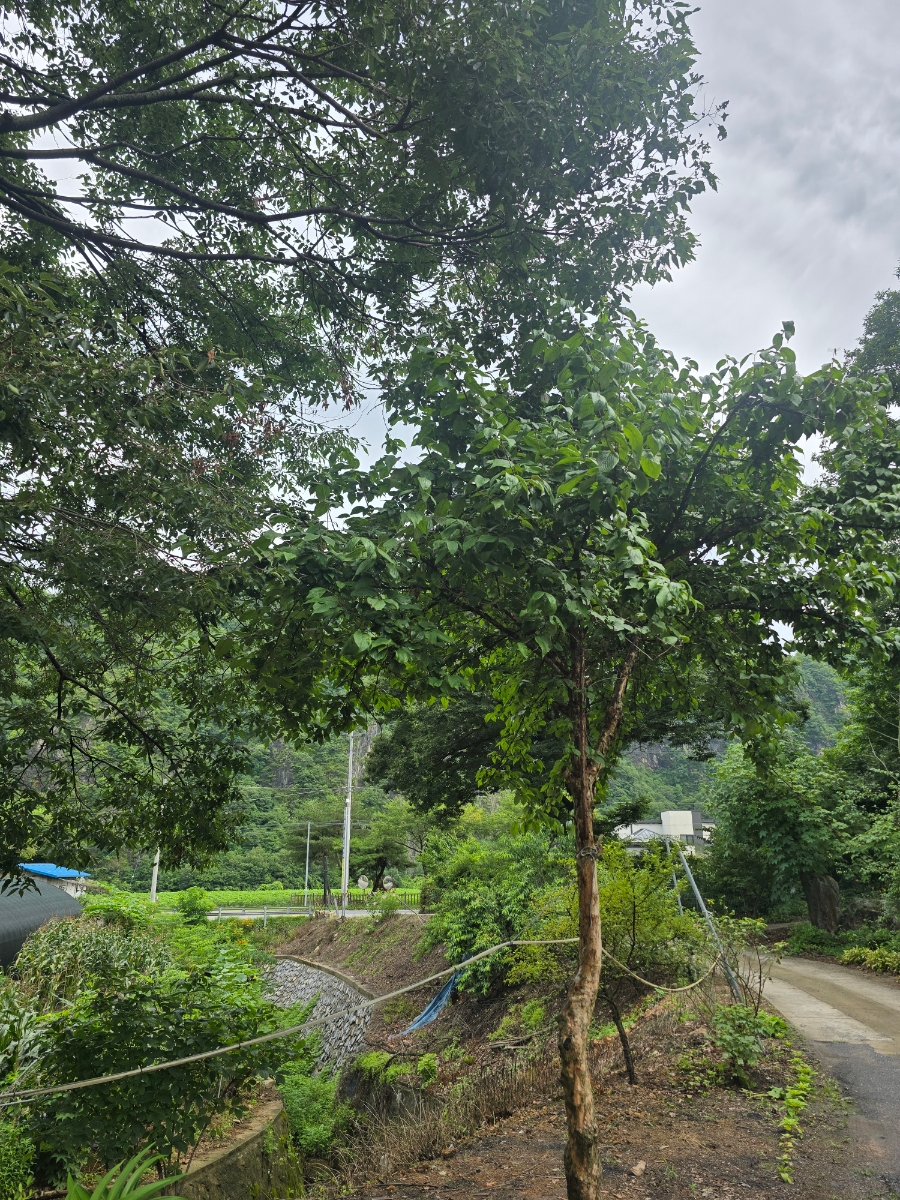 옛날촌집 이미지