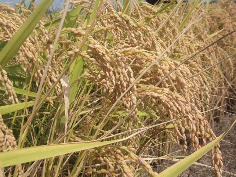 순천농협 도사지점 이미지