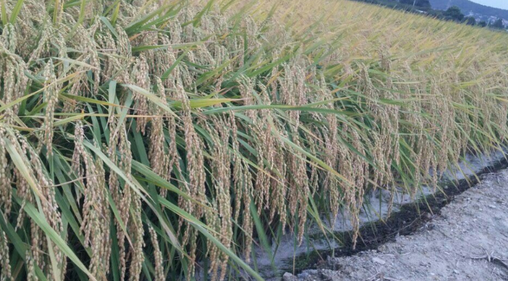 순천농협 도사지점 이미지