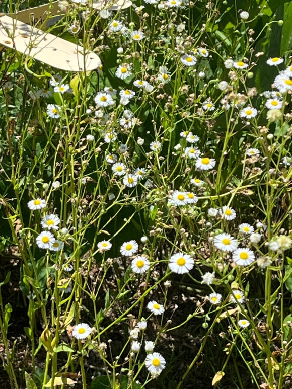 아비채펜션 이미지