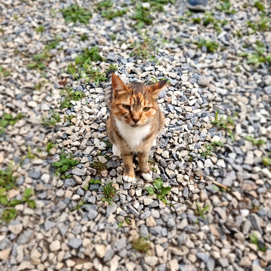 마로니에1970 이미지