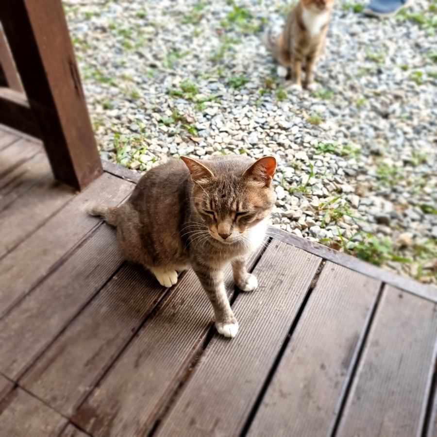 마로니에1970 이미지