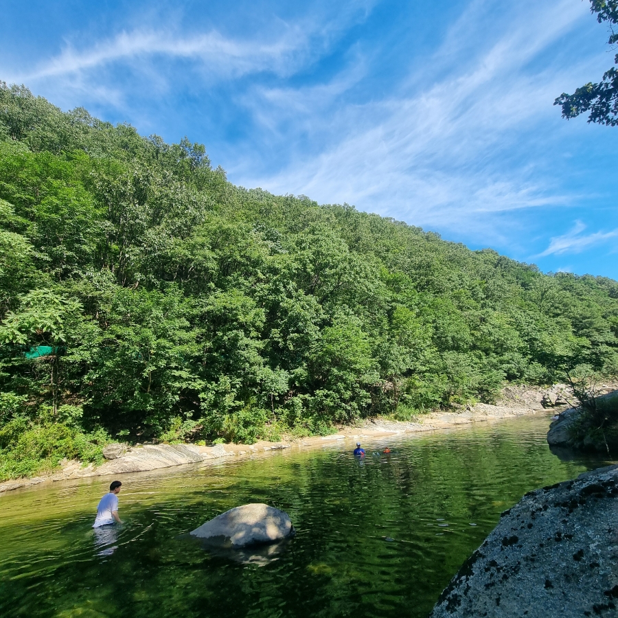 마로니에1970 이미지