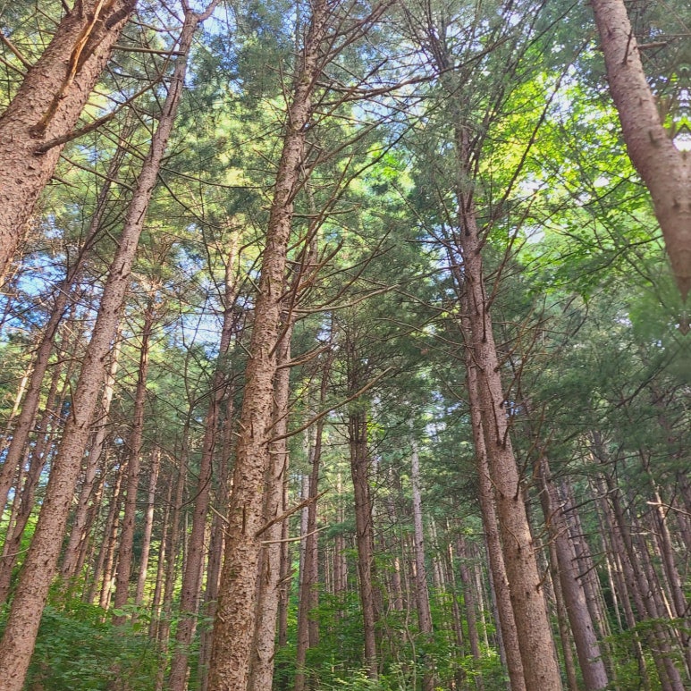 소백산국립공원 삼가탐방지원센터 이미지