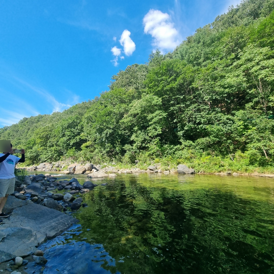 마로니에1970 이미지