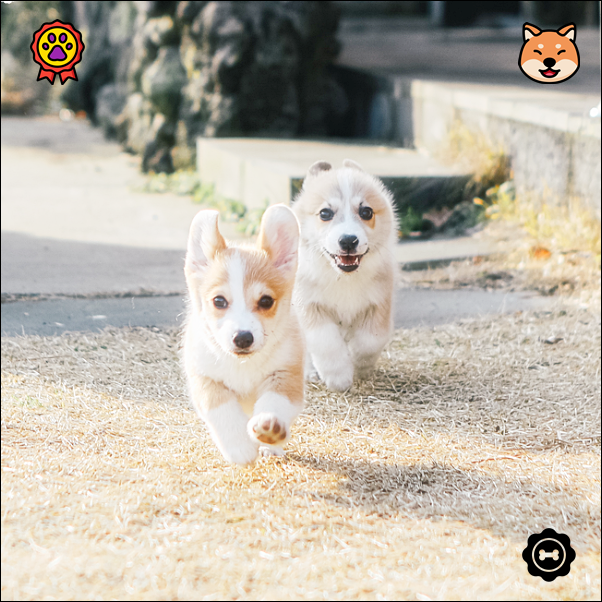 강아지 미용 학원 비용 및 추천, 이바우펫 후기 — 사진 3