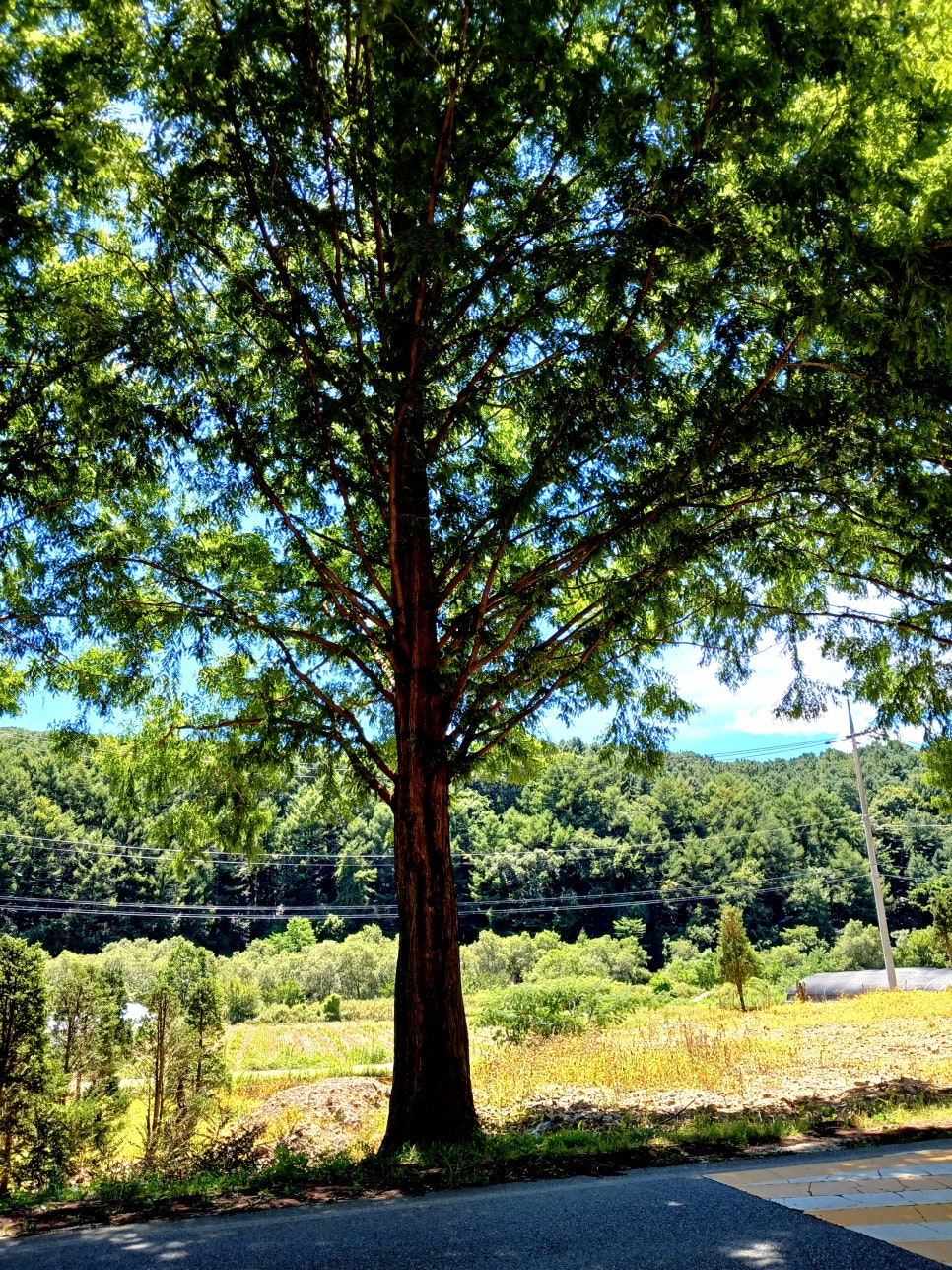 Bugui Metasequoia Road