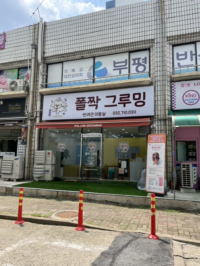 부평 강아지 미용, 폴짝그루밍 곰돌이컷 후기 — 사진 3